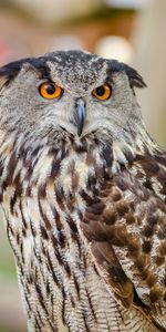 Predator,Eagle Owl,Eurasian Eagle Owl,Eurasian Owl,Animals,Bird,Owl