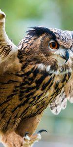 Predator,Eagle Owl,Sweep,Animals,Bird,Wings,Wave,Owl