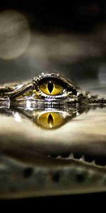 Predator,Hide,Hunt,Lurk,Animals,Water,Hunting,Eye,Crocodile