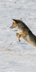 Prédateur,Rebondir,Sauter,Coyote,Faune,Chasser,Neige,Chasse,Animaux