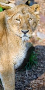 Predator,Lioness,Animals,Big Cat,Wildlife,Animal