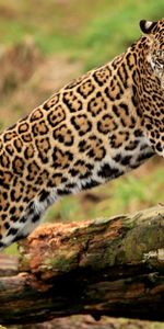 Animales,Jaguar,Registro,Depredador,Gato Grande,Tronco