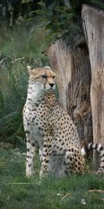 Predator,Opinion,Sight,Animals,Big Cat,Cheetah