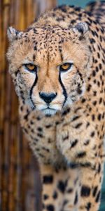 Predator,Opinion,Sight,Animals,Big Cat,Cheetah