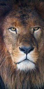 Predator,Opinion,Sight,Animals,Mane,Lion