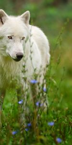 Predator,Polar Wolf,Animals,Wolf