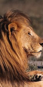 Predator,Profile,Animals,Big Cat,Lion