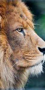 Animaux,Gros Chat,Fauve,Prédateur,Un Lion,Profil,Lion