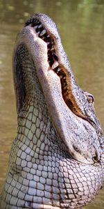 Alligator,Animaux,Reptile,Carnivore,Prédateur