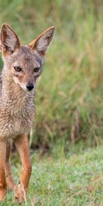 Animaux,Renard Américain,Vue,Animal,Opinion,Prédateur,Un Renard,Renard