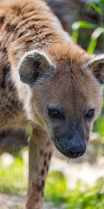 Hyène,Vue,Opinion,Animal,Animaux,Prédateur