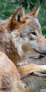 Predator,Sight,Opinion,Animal,Profile,Animals,Wolf