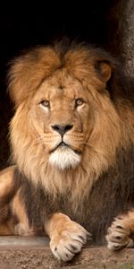 Animaux,Vue,Opinion,Roi Des Bêtes,Gros Chat,Fauve,Un Lion,Lion,Prédateur