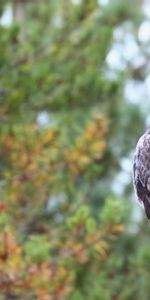 Predator,Sight,Opinion,Animals,Feather,Bird,Owl