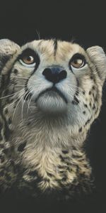 Guepardo,Depredador,Visión,Leopardo,Arte,Opinión,Dibujo,Imagen