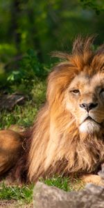 Vue,Gros Chat,Opinion,Animaux,Crinière,Prédateur,Fauve,Un Lion,Lion