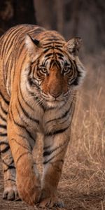 Vue,Animaux,Gros Chat,Opinion,Faune,Animal,Fauve,Prédateur,Tigre