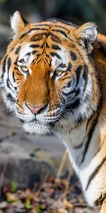 Predator,Sight,Opinion,Tiger,Animal,Wild,Animals,Brown