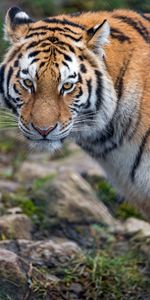 Rayures,Stries,Animaux,Gros Chat,Vue,Opinion,Animal,Fauve,Prédateur,Tigre