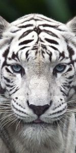 Predator,Sight,Opinion,Tiger,Stripes,Streaks,Albino,Animals,Big Cat