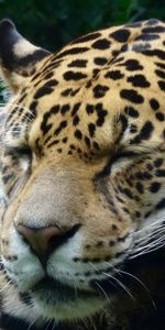 Animales,Jaguar,Depredador,Gato Grande,Dormir,Soñar