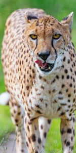 Predator,Spots,Sight,Opinion,Protruding Tongue,Tongue Stuck Out,Animals,Big Cat,Stains,Cheetah