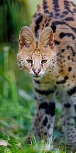 Vue,Opinion,Chat Sauvage,Serval,Animaux,Taches,Prédateur,Chat