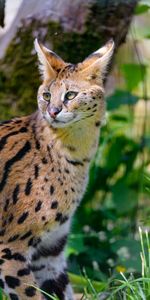 Animaux,Chat Sauvage,Serval,Taches,Prédateur,Chat