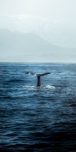 Naturaleza,Ondas,Océano,Depredador,Oceano,Ballena,Cola