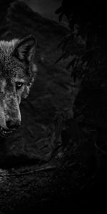 Predator,Wolf,Bw,Animals,Wildlife,Chb,Beast