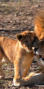 Cuidado,Cachorro De León,Animales,Un Leon,Depredadores,León