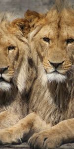 Predators,Animals,Couple,Pair,Lions