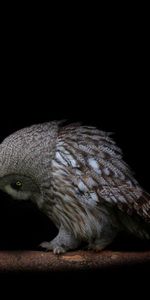 Predators,Dark,Pair,Dark Background,Couple,Owl