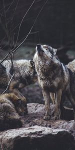 Predators,Flock,Animals,Wildlife,Howl,Wolfs