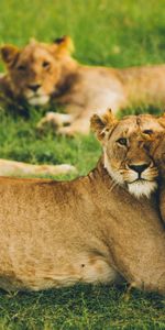 Gros Chats,Lionne,Faune,Troupeau,Prédateurs,Famille,Les Grands Félins,Lionceau,Une Famille,Animaux,Lion