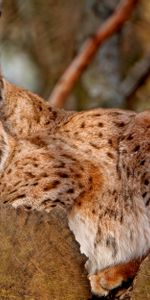 Predators,Iris,Big Cats,Animals,Pair,Couple