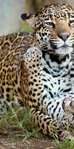 Jaguar,Gatito,Jaguar Bebé,Cachorro De Jaguar,Animales,Depredadores,Maternidad,Gatos