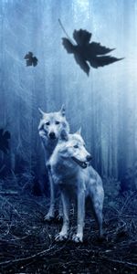 Predators,Photoshop,Wolfs,Animals,Forest