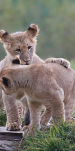 Predators,Young,Cubs,Lion Cubs,Animals,Kittens