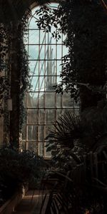 Premises,Window,Greenhouse,Dark,Room,Plants