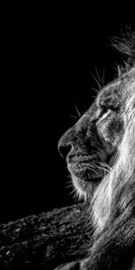 Profile,Bw,Chb,Animals,Lion