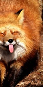 Protruding Tongue,Tongue Stuck Out,Cool,Fox,Animals