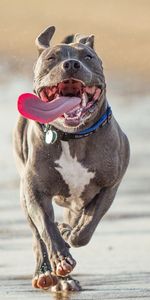 Protruding Tongue,Tongue Stuck Out,Run Away,Run,Pitbull Terrier,Pit Bull Terrier,Animals