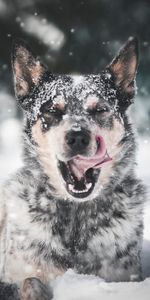 Lengua Saliente,Lengua Pegada Hacia Fuera,Nieve,Perro,Animales