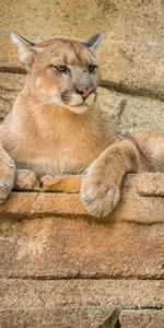 Animales,León De Montaña,Puma