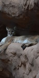 Animales,Roca,Fresco,Puma