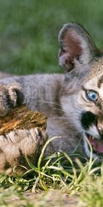 Jeune,Fauve,Lion De Montagne,Joey,Animaux,Puma,Gros Chat