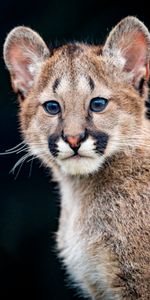 Puma,Young,Sight,Opinion,Animal,Nice,Sweetheart,Joey,Animals