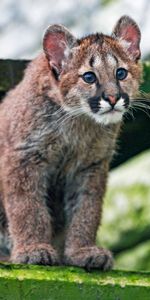 Animales,Joven,Visión,Opinión,Lindo,Joey,Puma,Querido