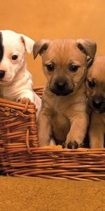 Puppies,Muzzle,Basket,Lots Of,Multitude,Animals